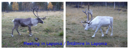 Intalnire in Laponia1